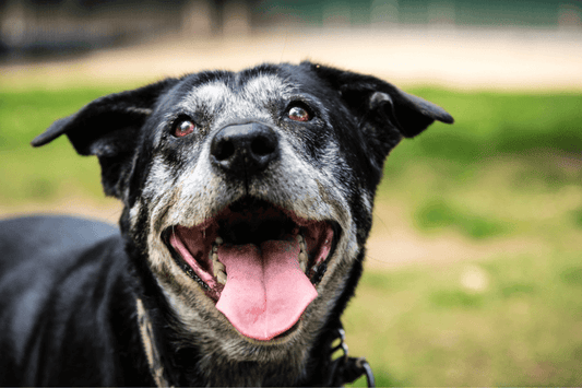 Caring for Your Senior Pet