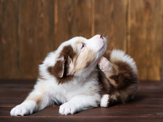 Is Your Pet Scratching & Itching