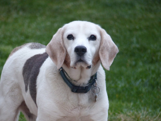 Why Supplementation is Crucial for Aging Dogs