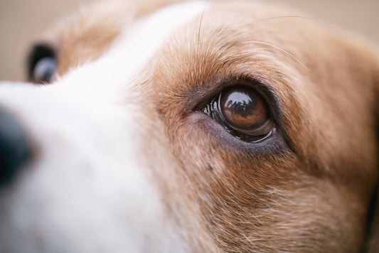 What your dogs eye are telling you