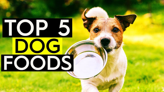 Top 5 Foods To Give Your Dog