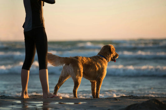 The Science Behind Daily Health Supplements for Dogs: Keeping Your Canine Companion Healthy and Active